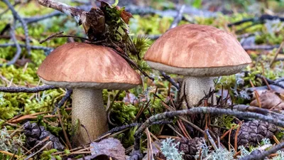 Минэкологии предупреждает: отправляясь на «тихую охоту», следует различать  виды грибов / Администрация городского округа Ступино