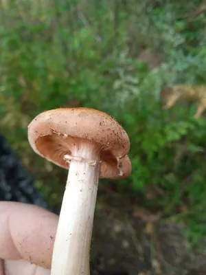 Ядовитые грибы | Калитинское сельское поселение