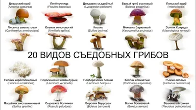 20 ВИДОВ СЪЕДОБНЫХ ГРИБОВ (ЧАСТЬ 1) Если вы сомневаетесь в съедобности  гриба – не берите его - YouTube