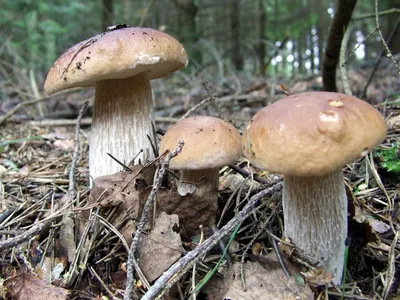 Идентификация грибов | Пикабу
