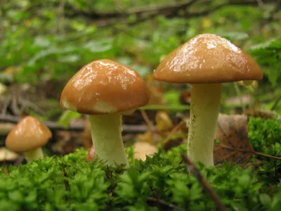 Съедобные грибы: какие можно собирать и где найти в Казахстане