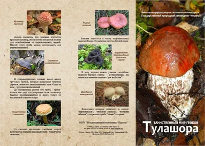 Таинственный мир грибов Тулашора - Заповедник «Нургуш»