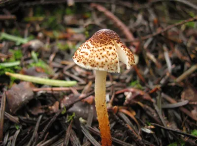 Эксперт КФУ: «При низких, но положительных температурах одни виды грибов  уступают другим» | Медиа портал - Казанский (Приволжский) Федеральный  Университет