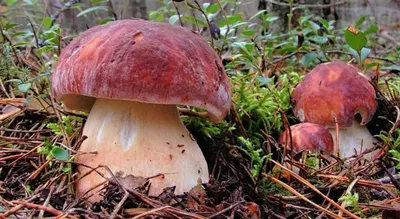 Редкие виды грибов в парке «Олений» - Природный парк Олений