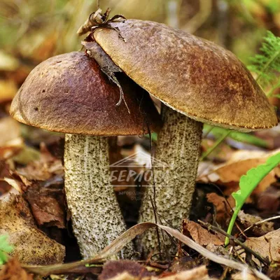 Определение грибов для начинающих – Blog