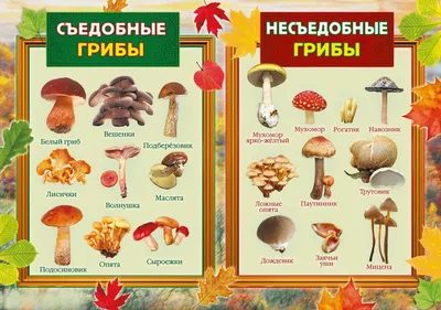 Разновидности грибов Карелии - статья от база отдыха Берлога