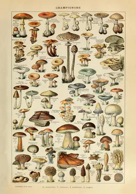 названия грибов - 28Kartin
