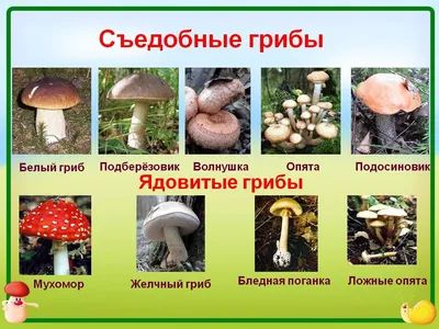 Осенние виды грибов в 2020 году | Я узнавал | Дзен