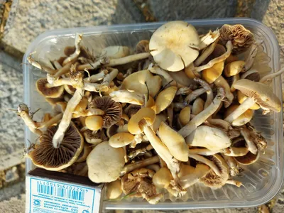 На газоне выросли грибы. Поиск по картинке говорит, что это гриб псилоцибе  - то есть содержит вещества которые запрещены законом. Вопрос зна | Пикабу