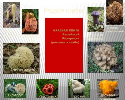 Царство грибов Тверской области: редкие, ядовитые, съедобные - ТИА