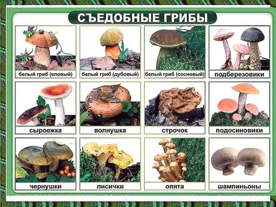 Название грибов с картинками фотографии