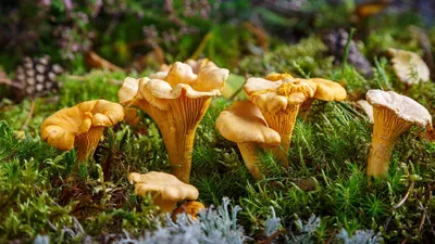 Многоклеточные грибы (66 фото) - 66 фото
