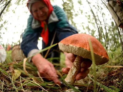 Как собирают грибы в Германии – DW – 07.05.2021