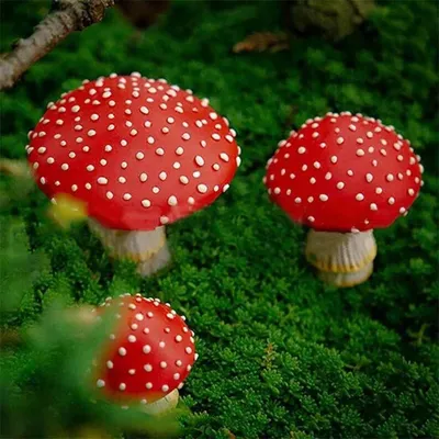 Фото красивых грибов из осенних лесов Владимирской области