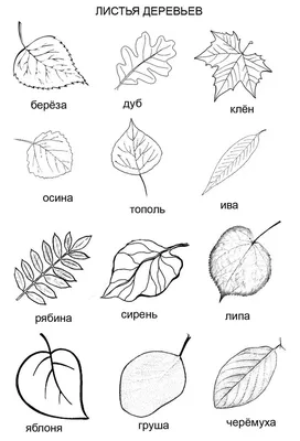 Картинки листьев деревьев с названиями (39 шт.)