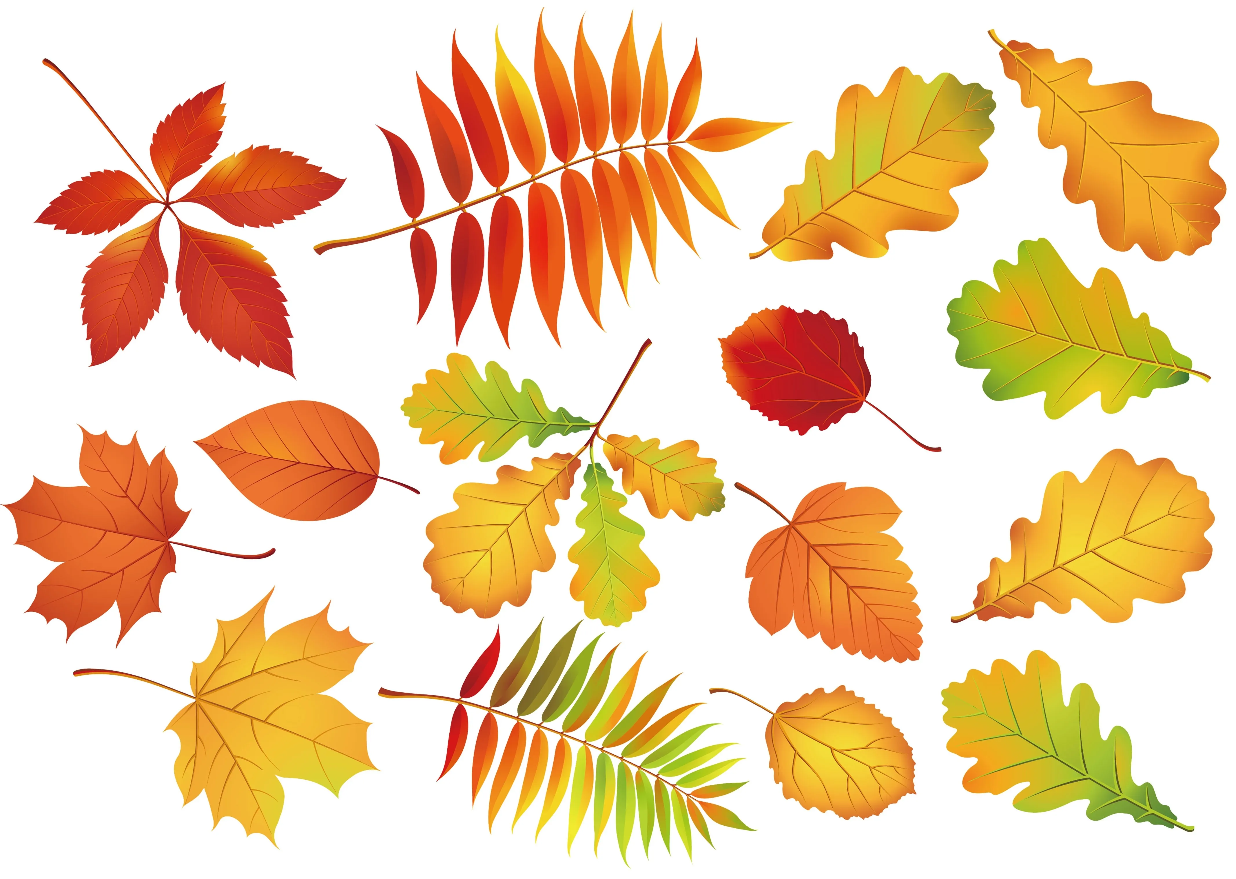 Осенние листочки. Листья рисунок. Осенние листья картинки. Листья деревьев осенью. Собрать осенние листья