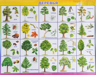 фото листьев деревьев и их названия: 13 тыс изображений найдено в Яндекс. Картинках | Дошкольник, Для детей, Наука в детском саду