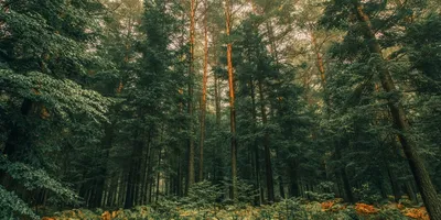 Закрученные деревья • Татьяна Натальина • Научная картинка дня на  «Элементах» • Ботаника