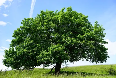 Лиственные деревья, другие роды (виды) и сорта | Лиственные деревья |  Каталог растений | CАДиК
