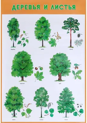 Картины с изображением зеленых растений, Листьев, минималистская Модульная  картина для гостиной, плакат, картина | AliExpress