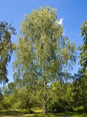 Осенняя Картина на холсте с изображением листьев деревьев тростника пшеницы  солнца скандинавские постеры и принты настенные картины для декора гостиной  | AliExpress