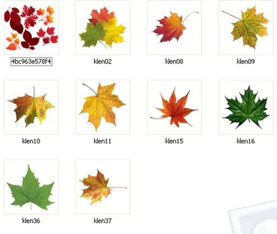 Картинки осенние листья с названиями деревьев (61 фото) » Картинки и  статусы про окружающий мир вокруг