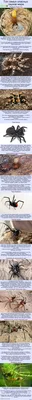 Топ самых опасных пауков мира | Пикабу