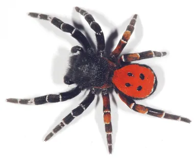 1/2/3 шт., декоративный паук для Хэллоуина | AliExpress