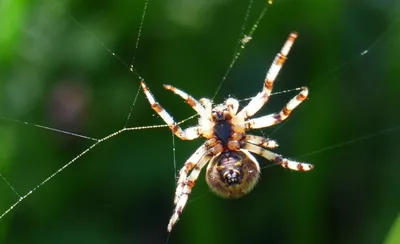 Самые ядовитые пауки в мире – ZooPicture.ru