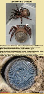 Интересные факты о пауках — Музей фактов