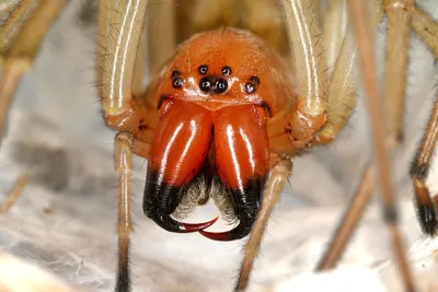 Азиатский Вид Tarantula Паук Найден В Таиланде Научное Название Гаплопельма  Минакс Theraphosidae Haplopelma — стоковые фотографии и другие картинки  Арахнофобия - iStock