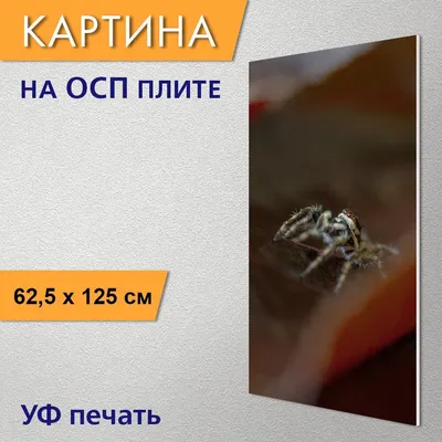 3 вида «домашних пауков», которые реально полезны в доме. Защищают от  насекомых и не несут вреда людям | Пикабу