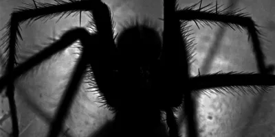 черный паук с красными глазами сидит на земле, покажи мне фото ядовитого  паука фон картинки и Фото для бесплатной загрузки