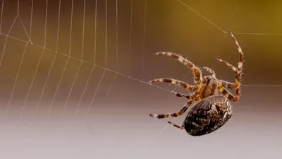 ТОП 10: Самые большие пауки в мире - фото, названия и размеры — Природа Мира
