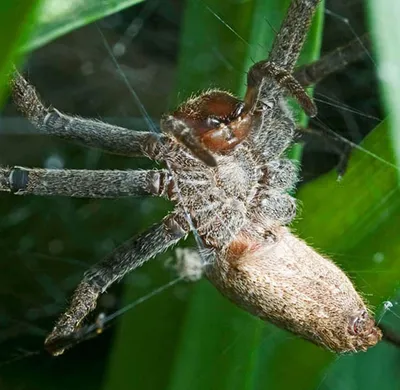 Коричневый паук отшельник (Loxosceles reclusa) - Picture Insect