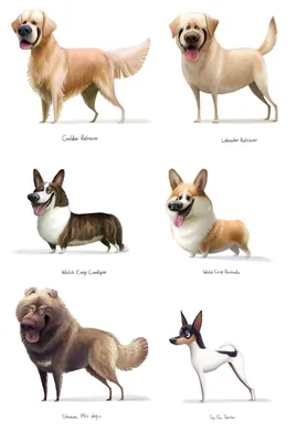 Породы маленьких собак: фото и названия, специфика каждой породы