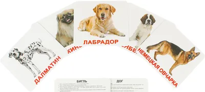 Породы собак с фото и описанием: маленькие, средние, большие