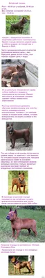 Опасные породы собак в фотографиях: в России утвержден перечень