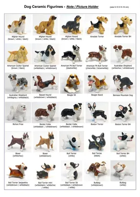 Рисунки порода средних собак (44 фото) »
