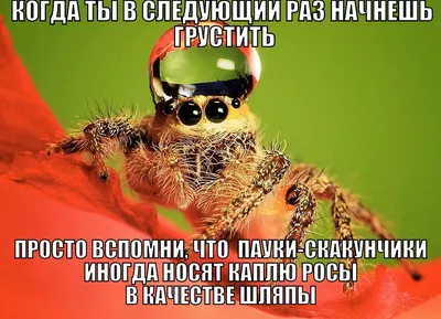 Открытка Не Грусти – купить открытки на OZON по выгодным ценам