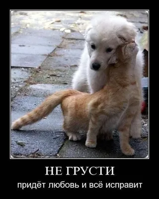 Да ладно, не грусти, чувак | Пикабу