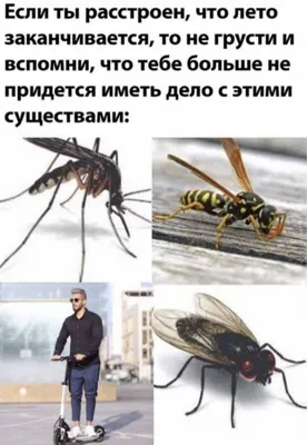 Демотиватор: Не грусти, ПОХРУСТИ !!!