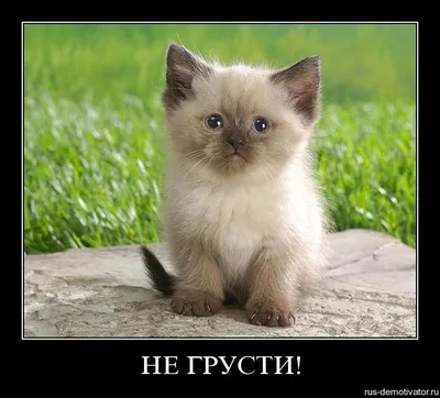 Прикольные картинки \"С Добрым Утром!\" (293 шт.)