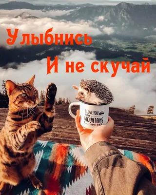 Не Скучай, Администрация.