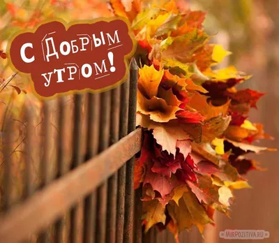 Осенние картинки с добрым утром: красивые и прикольные | Осенние картинки, Доброе  утро, Осенние виды
