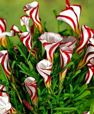 Самые необычные цветы в мире ТОП 30 | Посадка цветов, Идеи посадки  растений, Необычные цветы