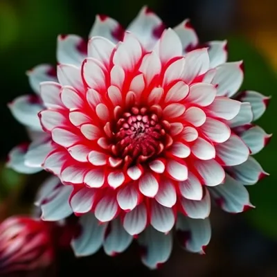 Необычные цветы» — создано в Шедевруме