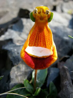 Самые необычные цветы. Обзор fiftyflowers.ru
