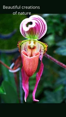 Самые необычные цветы в мире - IVONA.UA