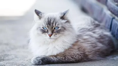Невская маскарадная кошка: описание породы, характер и особенности
